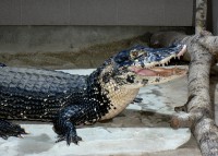 /album/fotogalerie-zoo-protivin-krokodyli-zoologicka-zahrada/kajman-cerny-jpg1/